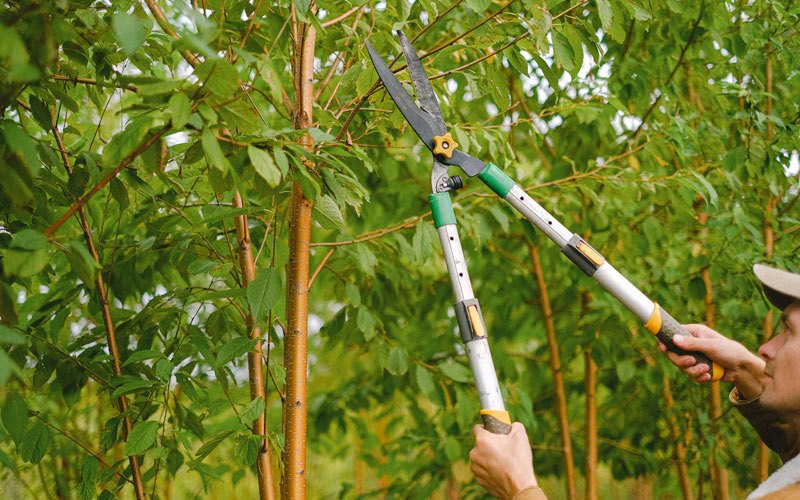 Tree trimming in Hepzibah, WV